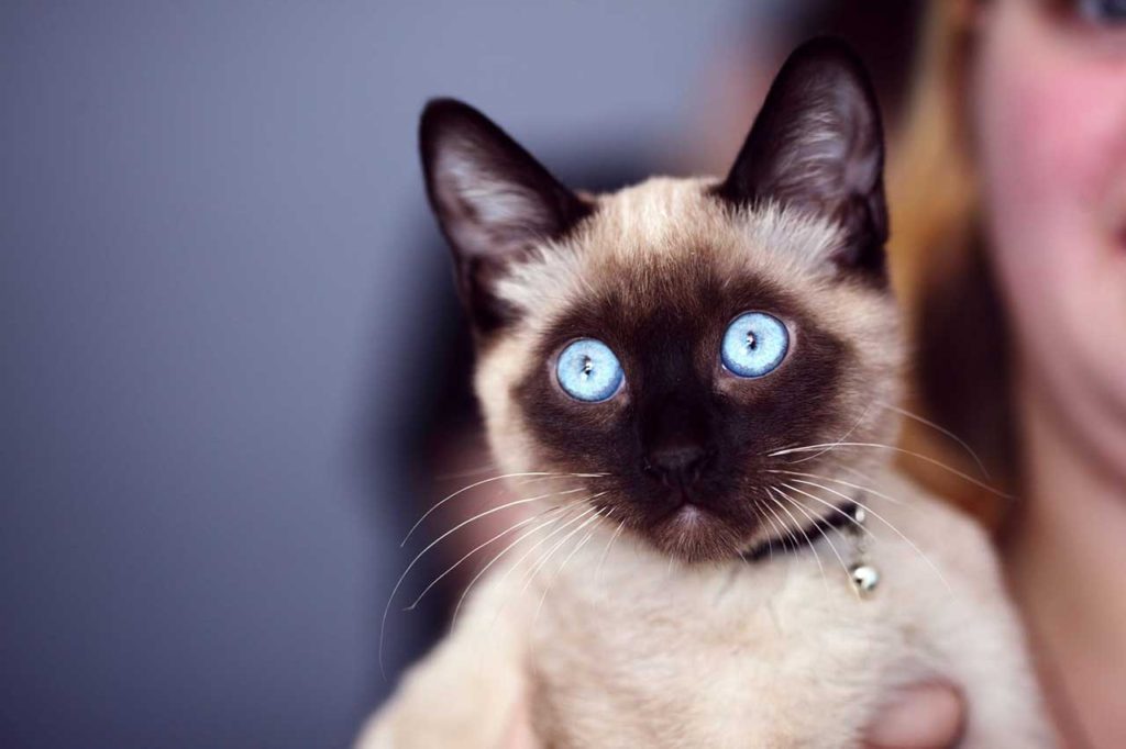 siamese kitten with blue eyes and new owner