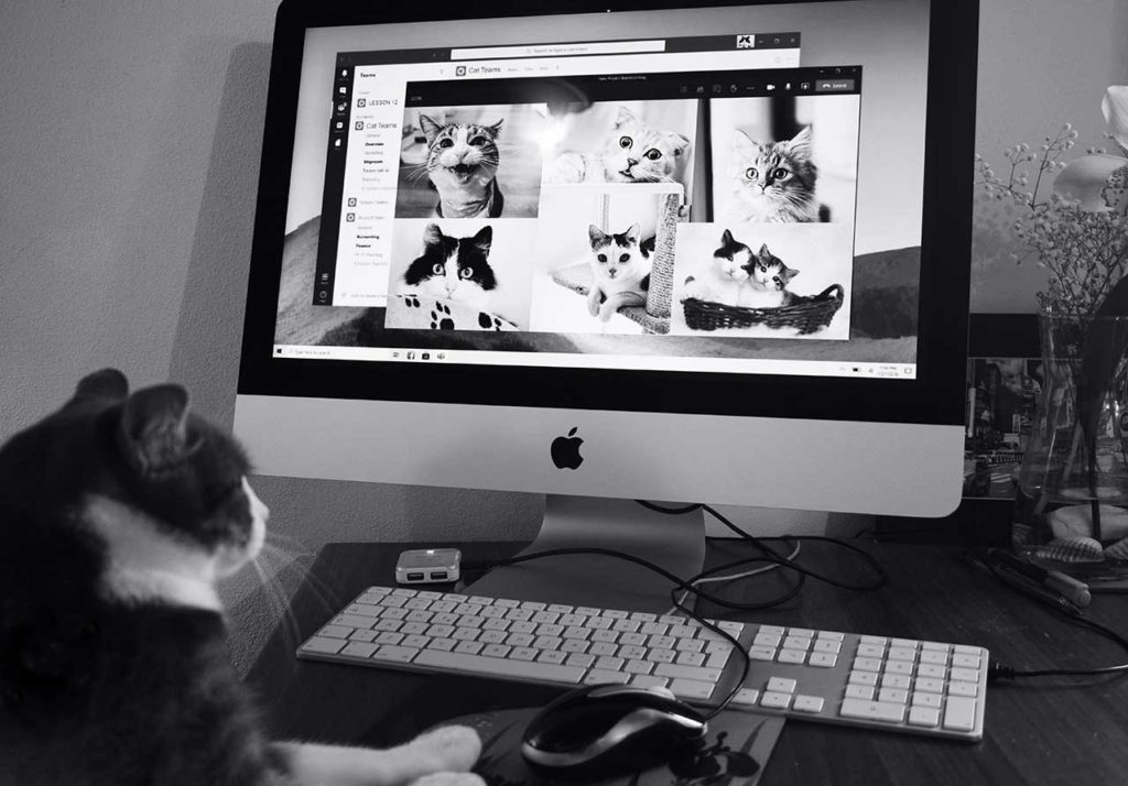 Cat Online Video