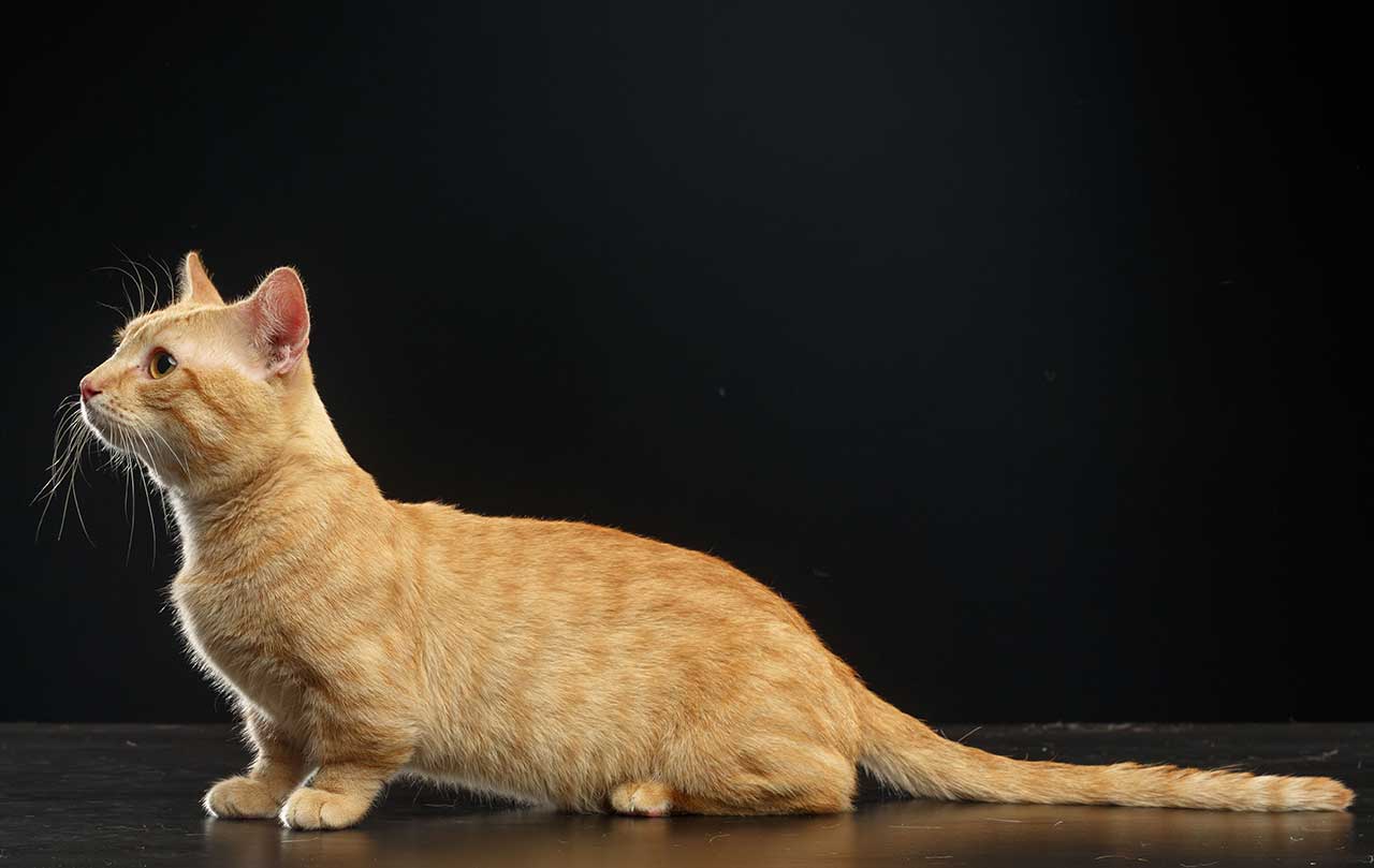 Munchkin cat - Price, Personality, Lifespan